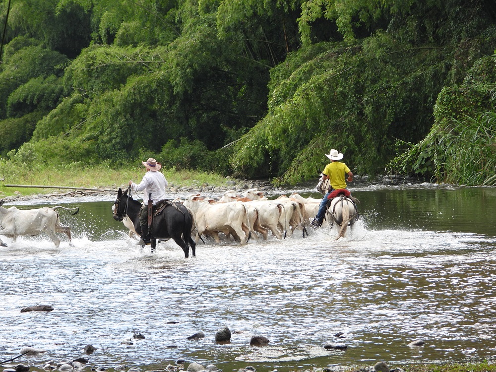 vaqueros en el rio