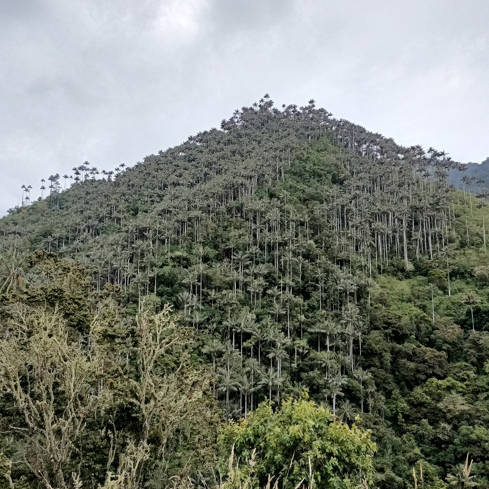 paisaje de palmas de cera