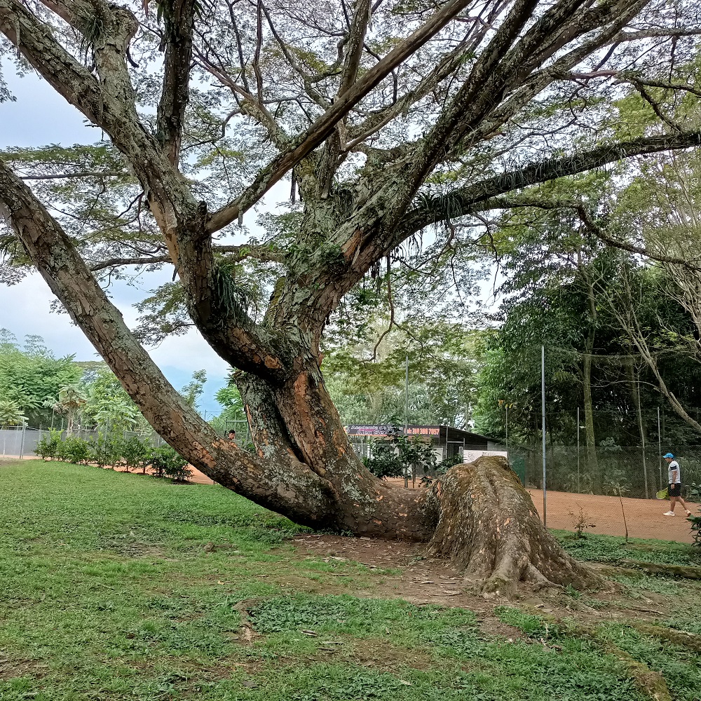 Avistamiento de aves en Salento Quindío - Imagen 2