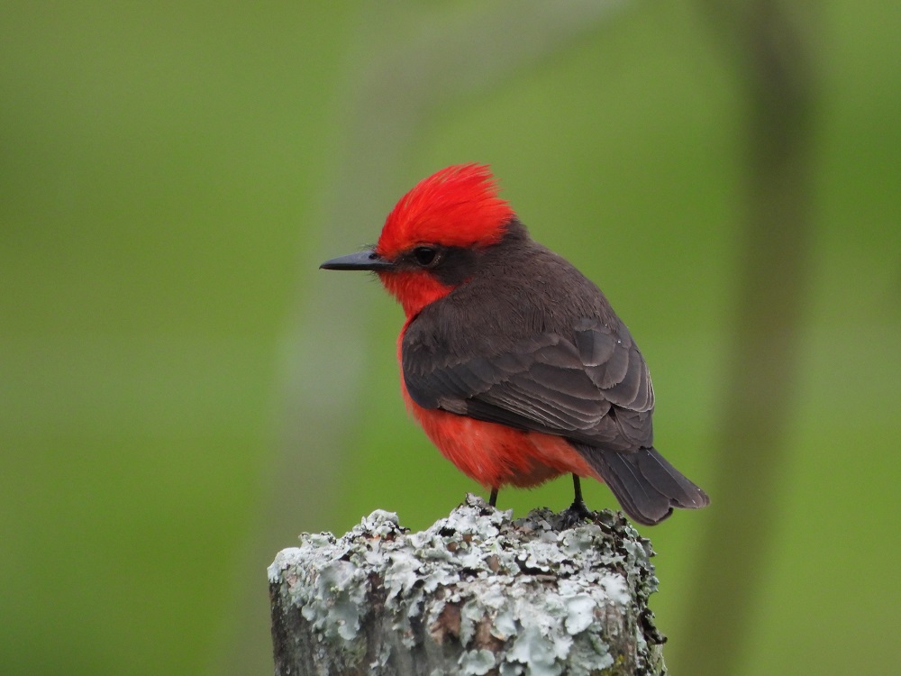 fauna quindiana