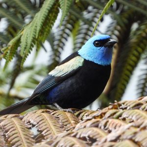 avistamiento de aves en salento quindio