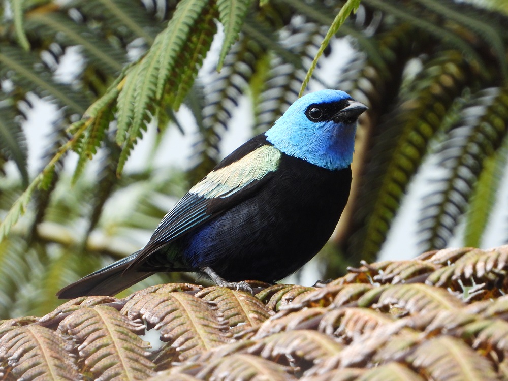 avistamiento de aves en salento quindio