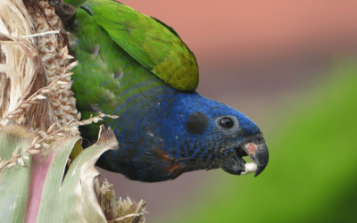 ¿Por qué las aves migran?