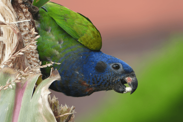 ¿Por qué las aves migran?