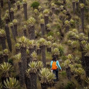 frailejones de murillo tolima
